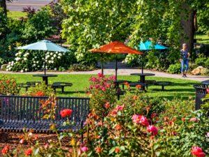 Knoxville Highlights Volunteer Work, Rose Award and Arts Events