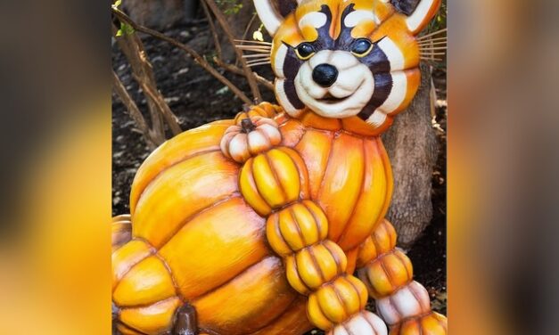 Pumpkin animals bring a little extra personality to Zoo Knoxville