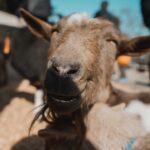 Mama Said: Kicking against the goats? Well, that explains a lot