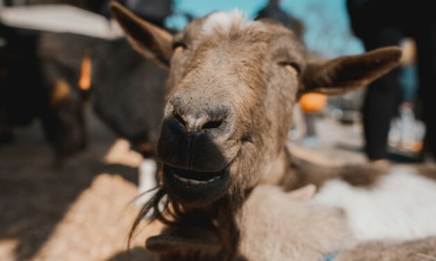 Mama Said: Kicking against the goats? Well, that explains a lot