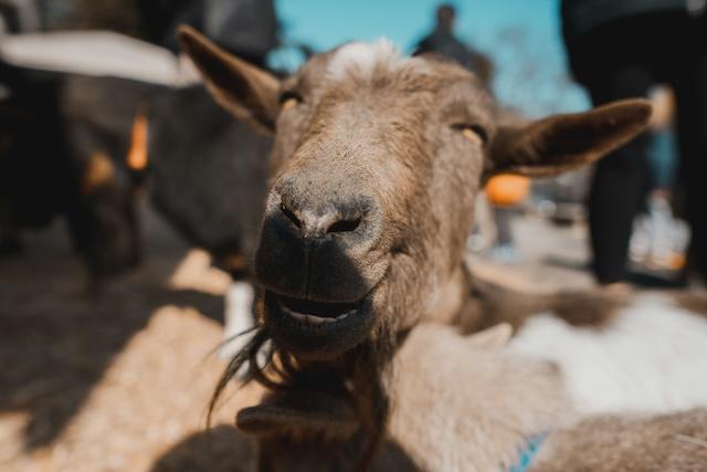 Mama Said: Kicking against the goats? Well, that explains a lot