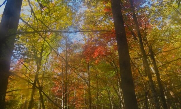 Hiking with Harrington: Fall colors brighten Grapeyard Ridge Trail