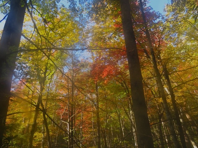 Hiking with Harrington: Fall colors brighten Grapeyard Ridge Trail