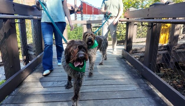 Zoo Knoxville goes to the dogs for special November weekend