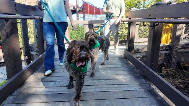 Zoo Knoxville goes to the dogs for special November weekend